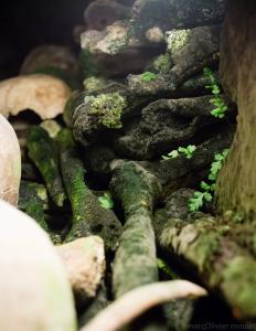 Nature back on bones 2