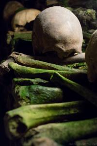 Nature back on bones